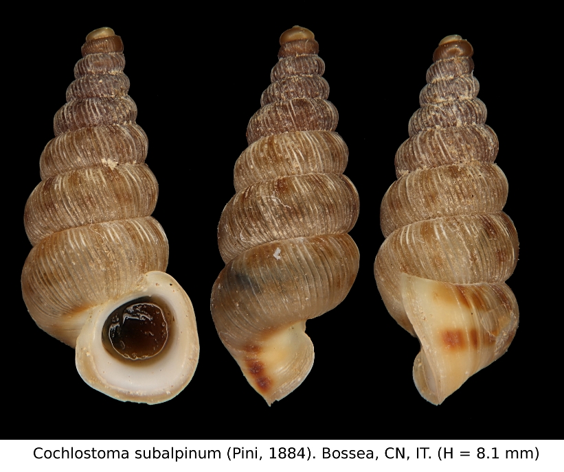 Cochlostoma subalpinum